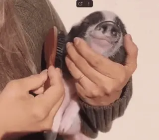 🐷 c9ab72d2 świnia, zwierzę domowe, zwierzę, mini świnka, szczotkowanie, pielęgnacja telegram sticker