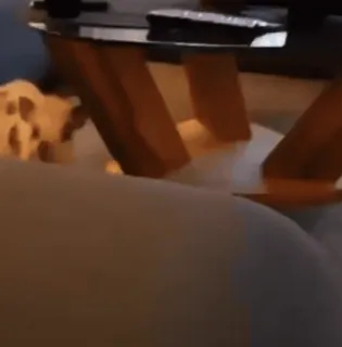 🐷 d317e3d6 telegram sticker