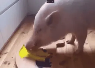 🐷 e4e69646 świnia, zwierzę, jedzenie, zwierzę domowe, zwierzę domowe, mini świnka telegram sticker