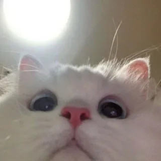 Котики от Панахова ало :: @fStikBot whatsapp stickers