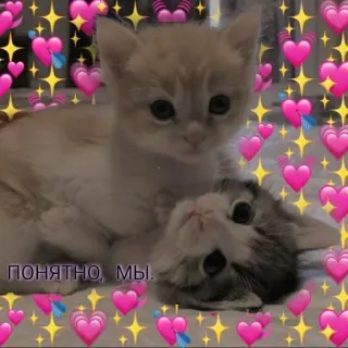 🌟 3855e7f0 ПОНЯТНО, МЫ. kittens, katten, harten, sterren, schattig, dieren, russisch telegram sticker