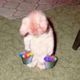 😓 3c7ef654 kat, kitten, hartjes, emmers, schattig, dier, huisdier telegram sticker