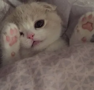 🌟 50533fe1 kat, kitten, schattig, lief, huisdier, dier telegram sticker