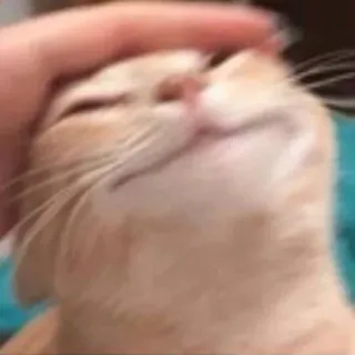 😊 6c4209c7 kat, huisdier, dier, tam, zoogdier, schattig telegram sticker