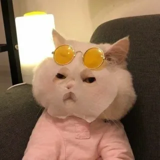 🌟 7c688e8f kat, huisdier, dieren, humor, schattig, gele zonnebril, grappig, masker, schoonheid telegram sticker