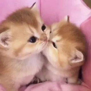 🌟 c67ec2ce kittens, katten, schattig, dieren, huisdieren, gouden katten, kussen, schattig telegram sticker