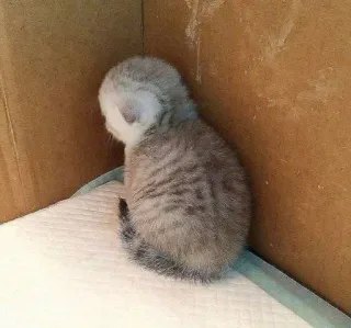 Котики от Панахова ало :: @fStikBot whatsapp stickers