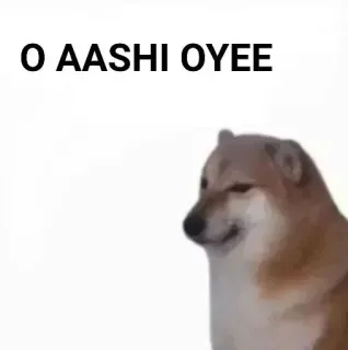 ✨ 1a6bb8d7 O AASHI OYEE doge, 表情包, 狗, 搞笑, 网络迷因 telegram sticker