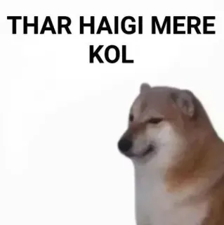 ✨ 3e6c1885 THAR HAIGI MERE KOL doge, 表情包, 狗, 幽默 telegram sticker