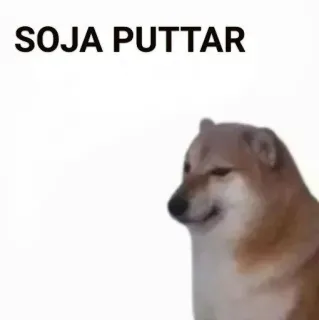 ✨ 6c706c7e SOJA PUTTAR doge, 表情包, 搞笑, 冒犯 telegram sticker