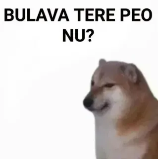 ✨ 77f7b9ae BULAVA TERE PEO NU? 表情包, Doge, 狗, 搞笑, Cheems telegram sticker
