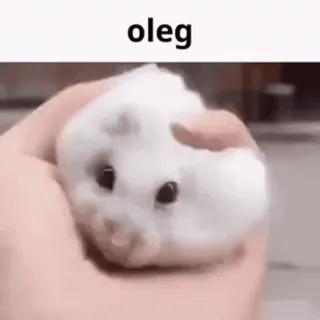 🐹 ecf9bc07 oleg criceto, animale domestico, carino, animale, piccolo, bianco, Oleg telegram sticker