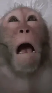 😳 079a1dc3 обезьяна, животное, смешной, человекообразная обезьяна, примат whatsapp sticker