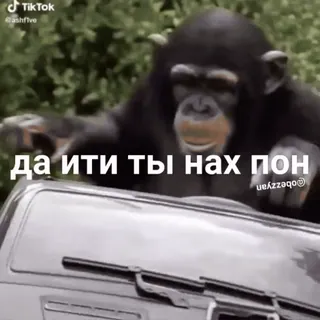 😎 1b606e42 да ити ты нах пон обезьяна, обидный, животное whatsapp sticker