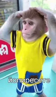 😳 6d275af1 йөпиресетете обезьяна, желтый, животное whatsapp sticker