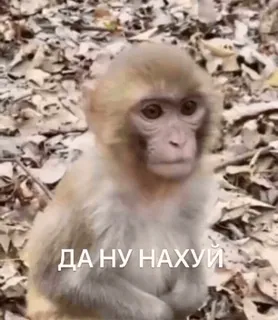 😜 6f8bd9e8 ДА НУ НАХУЙ обезьяна, животное, в шоке, русский whatsapp sticker