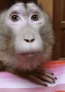 😱 8fce41a7 животное, обезьяна, милый, млекопитающее, примат whatsapp sticker