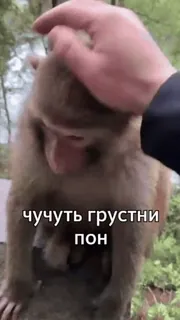 😒 b991da12 чучуть грустни пон обезьяна, милый, животное, грустный, гладить whatsapp sticker