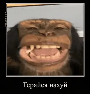 😜 d3e5849a Теряйся нахуй животное, обезьяна, оскорбительный, мем whatsapp sticker