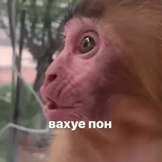 😎 de6c3d39 вахуе пон обезьяна, человекообразная обезьяна, животное, мем, смешной, в шоке whatsapp sticker