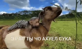 😏 e7101d28 Э РАП ТЫ ЧО АХУЕЛ СУКА обезьяна, коза, животное, природа, смешной whatsapp sticker