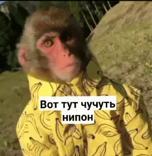 😏 ea314d86 Вот тут чучуть нипон обезьяна, банан, куртка, человекообразная обезьяна whatsapp sticker
