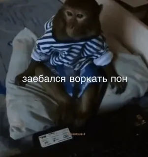 😜 ef643a00 заебался воркать пон обезьяна, животное, одежда, русский whatsapp sticker
