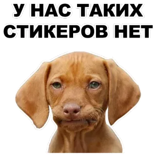 😐 b3c4b250 У НАС ТАКИХ СТИКЕРОВ НЕТ dog, sticker, funny, russian, meme telegram sticker