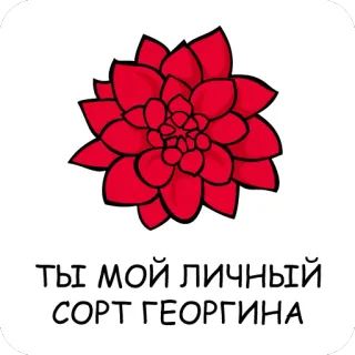 ❤️ 14721b54 ТЫ МОЙ ЛИЧНЫЙ СОРТ ГЕОРГИНА fiore, dalia, russo, testo, amore, romantico whatsapp sticker