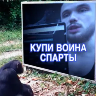 💪 40232b0b КУПИ ВОИНА СПАРТЫ обезьяна, тв, телевизор, русский, текст, природа, Спарта telegram sticker