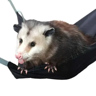 😜 156c98e4 opossum, hewan, mamalia, ayunan, imut, satwa liar telegram sticker
