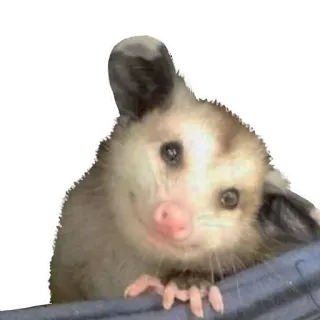 😝 603cef59 opossum, hewan, lucu, marsupial, satwa liar telegram sticker