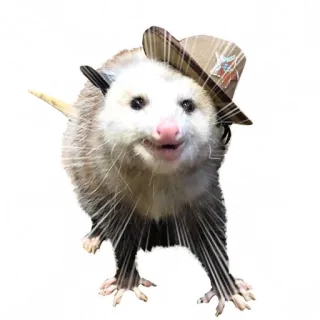 😎 91a2fa06 opossum, opossum, topi, binatang, stiker, koboi, texas telegram sticker