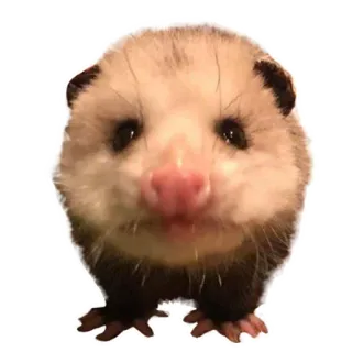 😏 969467f0 opossum, marsupial, hewan, imut, satwa liar telegram sticker