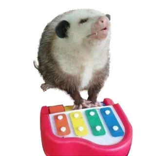 😗 b73d6916 opossum, binatang, gambang, lucu, konyol, musik telegram sticker