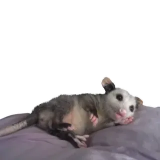 🤩 ba5a2579 opossum, binatang, imut, lucu, santai, malas telegram sticker
