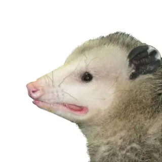 🤣 f92281fc opossum, binatang, marsupial, satwa liar, alam telegram sticker