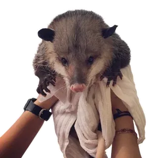 😇 fa761cae Opossum, Binatang, Lucu, Satwa liar, Marsupial, Hewan peliharaan telegram sticker