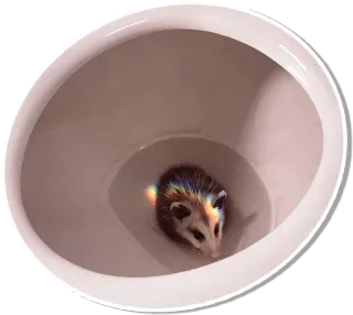 Opossum telegram stickers