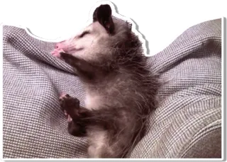 💤 9cebdd9d opossum, dier, schattig, slapen, buideldier telegram sticker