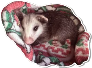 😖 b293bf90 opossum, dier, schattig, zoogdier, wilde dieren telegram sticker