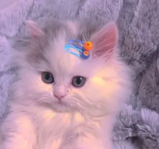 💖 140f16a7 猫, 小猫, 毛茸茸, 可爱, 宠物, 动物 telegram sticker