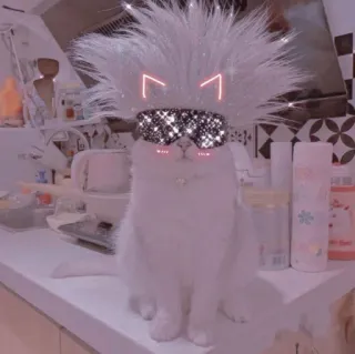 💖 1cbe2ad4 猫, 动物, 宠物, 家畜, 可爱, 闪光, 卡哇伊 telegram sticker