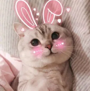 💖 39748e35 猫, 动物, 小猫, 兔耳朵, 可爱, 宠物, 卡哇伊 telegram sticker