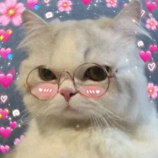 💖 3f1356ce 猫, 可爱, 眼镜, 爱心, 动物, 宠物, 卡哇伊 telegram sticker