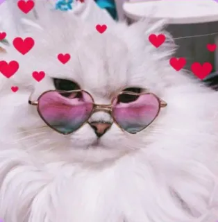 💖 4b726d2c 猫, 心, 动物, 眼镜, 宠物, 贴纸, 可爱 telegram sticker