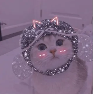 💖 66238ee8 猫, 可爱, 动物, 卡哇伊, 闪亮, 宠物, 小猫, 耳朵, 天使 telegram sticker
