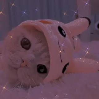 💖 674e05b0 猫, 皮卡丘, 可爱, 动物, 小猫, 宠物, 帽子 telegram sticker