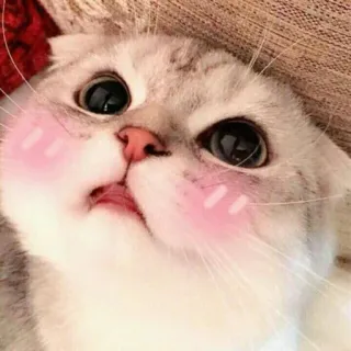 💖 6d70e43a 猫, 小猫, 可爱, 动物, 宠物, 家猫, 脸红 telegram sticker