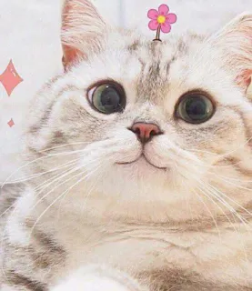 💖 7f712a35 猫, 小猫, 可爱, 宠物, 花, 动物 telegram sticker